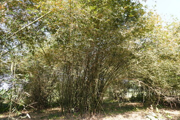 The clusters of bamboo beside the field make this place darkened