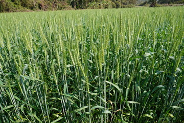 The wheat grain plants are full of green seed heads, a vibrant green wheat field