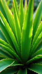Fototapeta premium Yucca Brevifolia leaves linear green distal cuspidate proximal expanded, yucca, summer, leaves