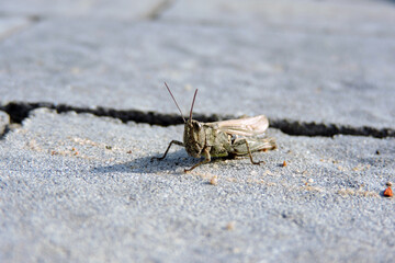A bow-winged grasshopper on grey paving stones