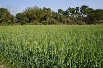 The vibrant green wheat field is surrounded with big trees with clear blue sky background