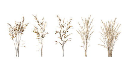 Fototapeta premium Collection of dried pampas grass plumes isolated on a transparent background perfect for bohemian decor marketing materials.