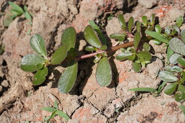 Portulaca oleracea plant is crawling on the field, a flower plant in close up