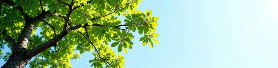 Obraz premium Branches of Quercus robur against blue sky on white background, foliage, background