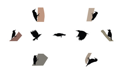 African grey woodpecker bird Silhouette Design  And Vector Illustration. 