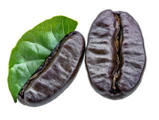 Isolated Pair of Coffee Beans with Fresh Green Leaf