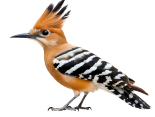 Isolated Colorful Hoopoe Bird with Crest