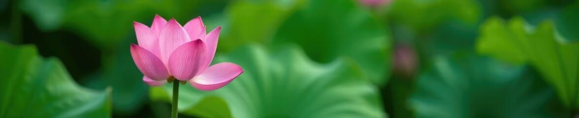 Fototapeta premium soft pink hues of single lotus flower against greenery, greenery, pink, pond