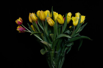 greeting card template, yellow tulips on a black background. free space for text. horizontal photo. layout, banner, wallpaper