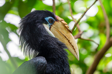 Blyth's Hornbill - Rhyticeros plicatus, portrait of beautiful colored hornbill from moist tropical forests of Southeast Asian islands, Papua New Guinea. © David