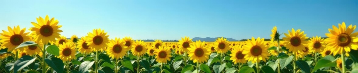 Fototapeta premium Yellow sunflower fields in a serene blue landscape, serene, blue