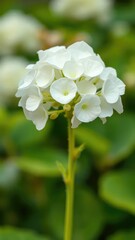 A delicate white bloom starts to form at the tip of a broom-like stem, white, blossoming, hydrangea