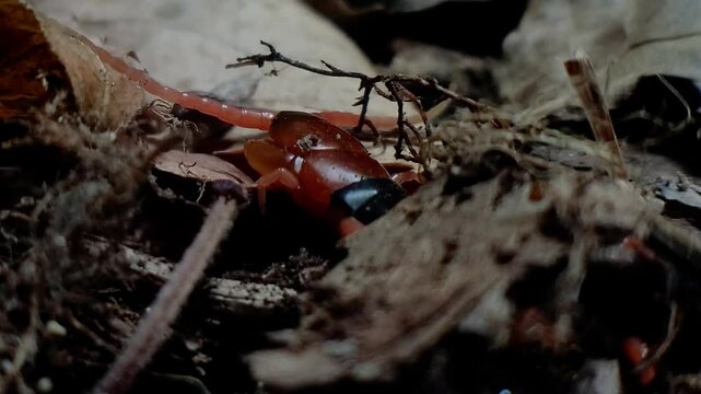 한국,곤충,절지동물,지네,Korea, insects, arthropods, and centipedes