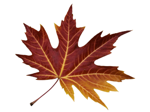 A stunning close-up of a detailed maple leaf with deep red and gold colors