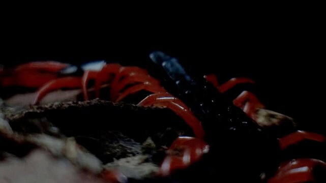 한국,곤충,절지동물,지네,Korea, insects, arthropods, and centipedes