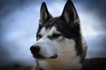 Swedish Husky
