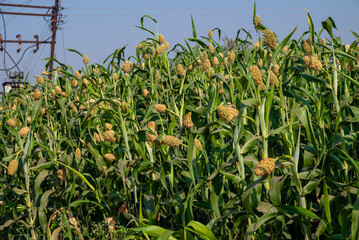 Closeup of Jowar grain (Sorghum) crop. Jowar grain Sorghum crop farm. Millet farm