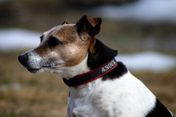 Jack Russel Terrier Portrait
