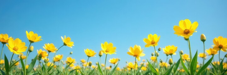Fototapeta premium Yellow flowers stretching towards the clear blue sky, natural, garden, bloom
