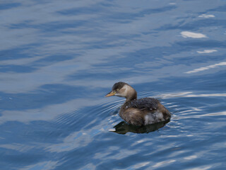 Fototapeta premium 鴨川を泳ぐカイツブリ