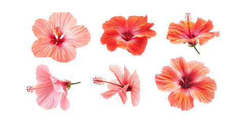 Pack Hibiscus Flower Set Against Transparent Background for Botanical Branding, Floral Decoration, or Natural Design Projects