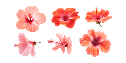 Pack Hibiscus Flower Set Against Transparent Background for Botanical Branding, Floral Decoration, or Natural Design Projects