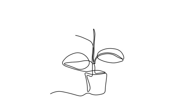Abstract ficus in a pot, indoor plant. Self drawing animation one continuous line draw, logo