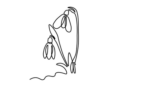 Abstract spring snowdrops on snow. Self drawing animation one continuous line draw, logo