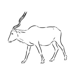 Addax standing sideways sketch, realistic animal monochrome drawing, vintage engraving line art