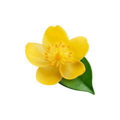 Beautiful yellow jasmine flower with leaf on transparent background
