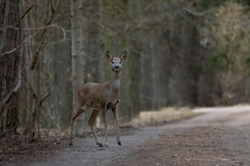 Roe deer female  crossing road.