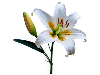 Fototapeta premium Elegant hyperrealistic close-up of a white lily blossom with a smooth trumpet shape against a stark black backdrop, evoking purity and sophistication