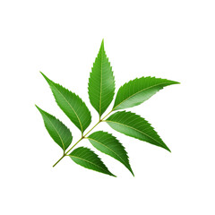 Top view of neem leaf on transparent background