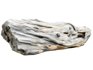 Isolated Whitewashed Driftwood Log