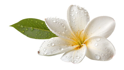White Silk-Cotton flower with water drooping on white background PNG
