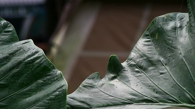 Close up shot of fresh taro leaves