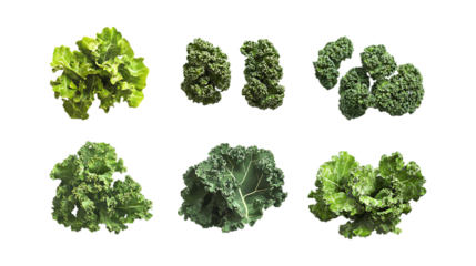 Assortment of fresh green kale leaves arranged for healthy food advertising and dietary content isolated on a transparent background.