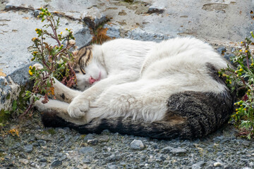 erene Stray Cat Resting on Rocky Ground Surrounded by Urban Wildflowers, Showcasing Nature's Harmony in a Quiet Urban Wildlife Habitat