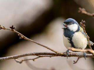 枝にとまるシジュウカラ