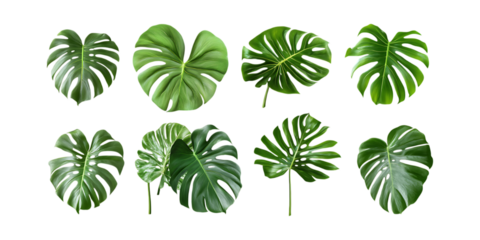 Eight tropical monstera deliciosa plant leaves arranged in two rows isolated on a bright transparent background for design use.
