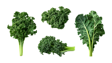 Assortment of fresh raw kale vegetable bunches and loose leaves isolated on a transparent background for healthy eating promotion.