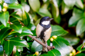 植木にとまるシジュウカラ