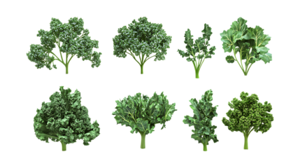 Pack Kale Chips Set Against Transparent Background for Food Branding, Healthy Snack Promotion, or Organic Design Projects