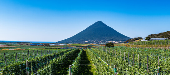 そら豆畑と開聞岳