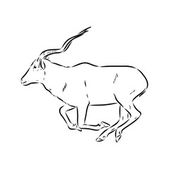 Addax standing sideways sketch, realistic animal monochrome drawing, vintage engraving line art