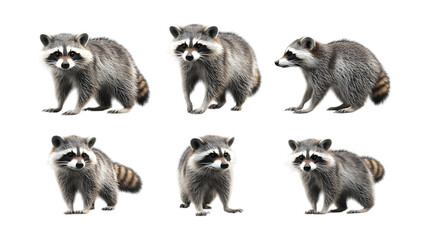 Fototapeta premium Collection of six curious raccoons standing in various poses isolated on a clean transparent background for marketing use.