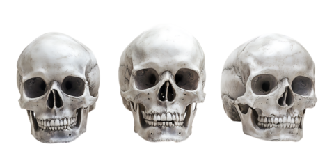 Three human skulls viewed from the front and angled perspectives displayed side by side isolated on a stark transparent background for concepts.