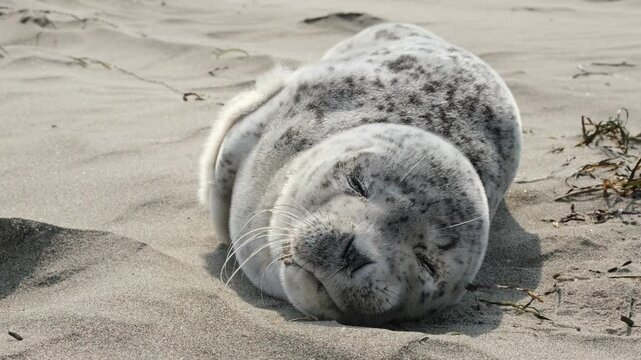A spotted seal pup sleeps on the sand, basking in the sun.