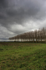 Po Valley poplars agriculture field landscape