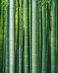 Fototapeta premium Biome Diversity, Lush bamboo stalks create a serene, green backdrop in this tranquil forest scene.